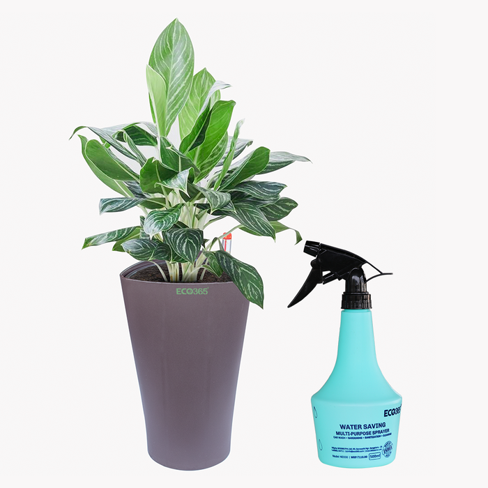 Self Watering Decor Planter Pot with FREE Trigger Sprayer (15.5x26.5cm,Matt Finish,Choco Brown)_1009 - ECO365