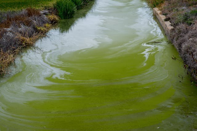 How Aeration Combats Algae Blooms