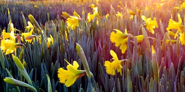 What are the Flowers to Plant in Fall for Spring Blooms