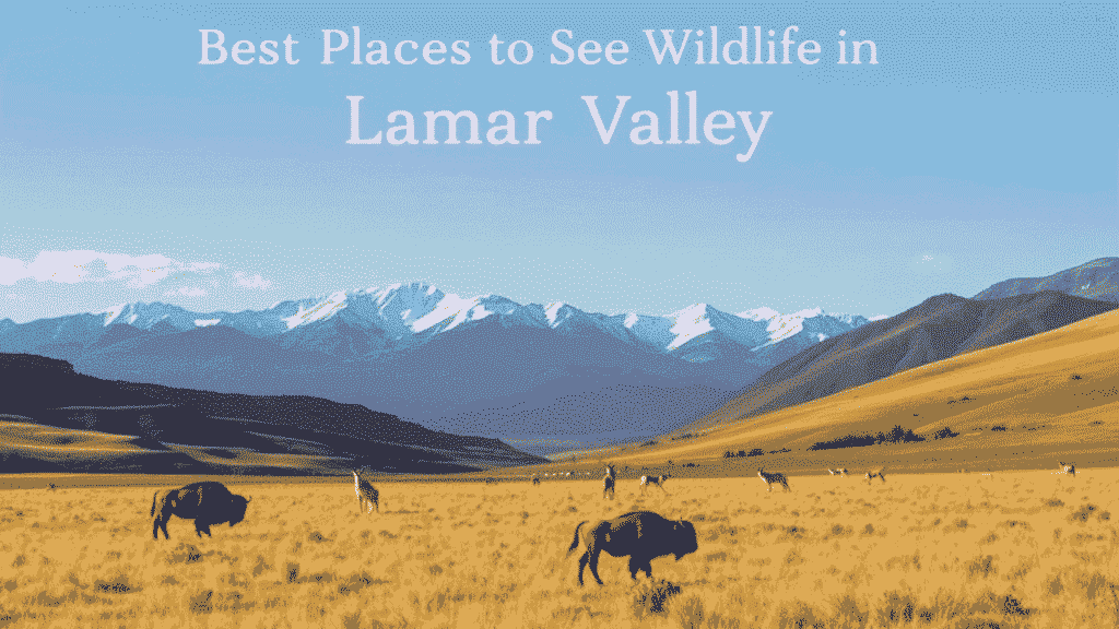 Best Places to See Wildlife in Lamar Valley