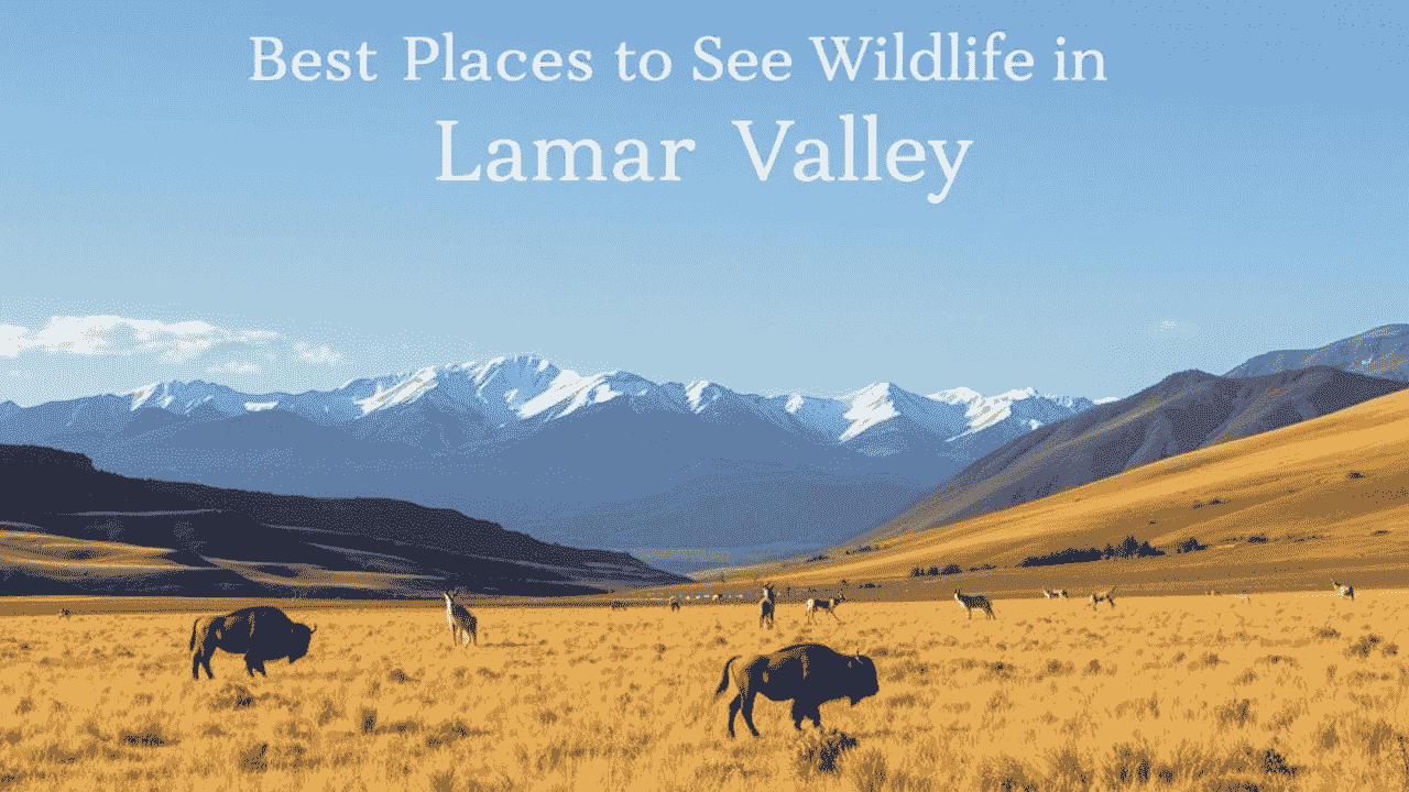 Best Places to See Wildlife in Lamar Valley