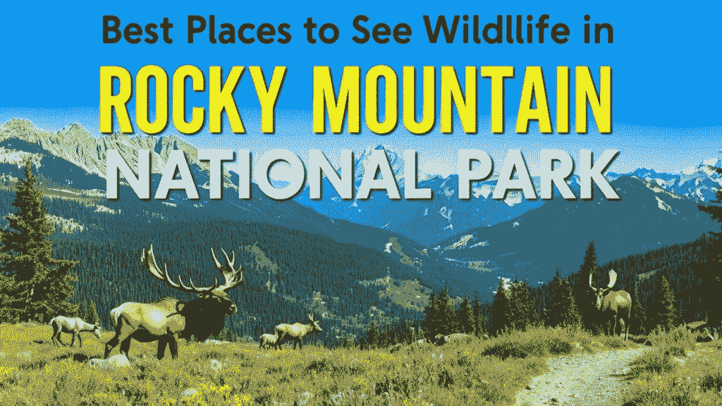 Best Places to See Wildlife in Rocky Mountain National Park