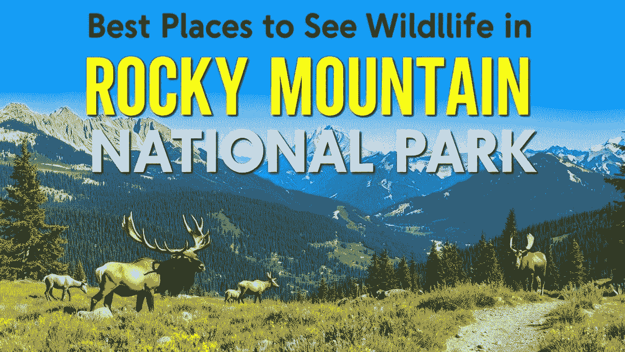 Best Places to See Wildlife in Rocky Mountain National Park