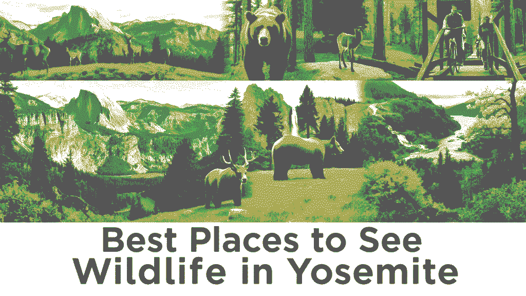 best places to see wildlife in Yosemite