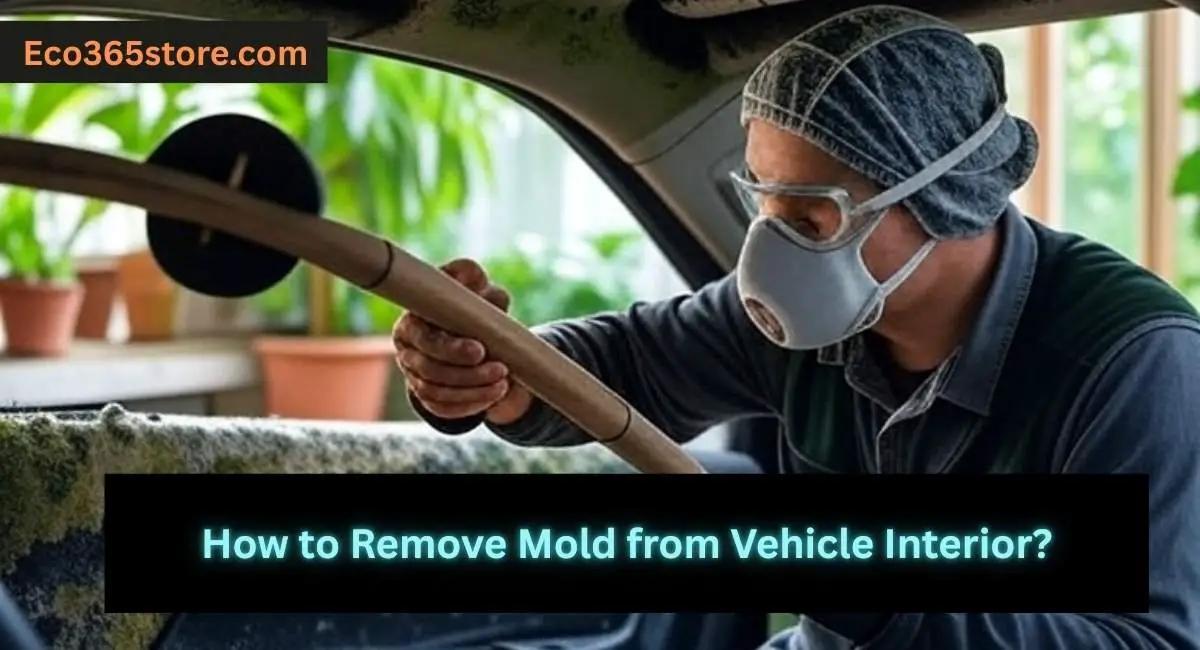 How to Remove Mold from Vehicle Interior