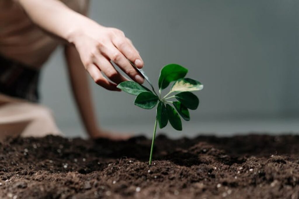 Inspirational Tree Plantation Quotes